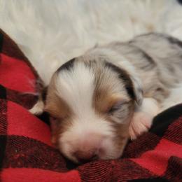 Harken - Red merle male Miniature Australian Shepherd puppy in Macomb, Missouri from Faunus Farms and Aussies