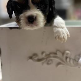 Astro - Tri-color male Cavalier King Charles Spaniel puppy in Oroville, California from Happy Tails Kennel