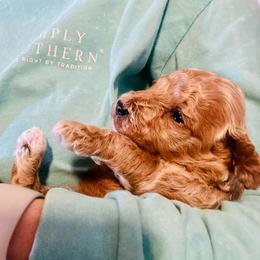 Honey - Apricot female Poodle puppy in Dunn, North Carolina from Sandy Creek Kennels