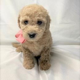 Goldendoodle Puppies from OnlyGoldendoodles