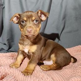 Petey - Chocolate and white male Teddy Roosevelt Terrier puppy in Claremore, Oklahoma from Travelin' Man Terriers