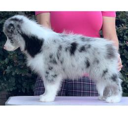Cloudy - Blue merle male Border Collie puppy in Dunn, North Carolina from Coylety Border Collies