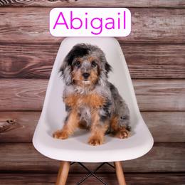 Abby - Merle female Cavapoo puppy in Calhoun, Georgia from Happy Top Doodles
