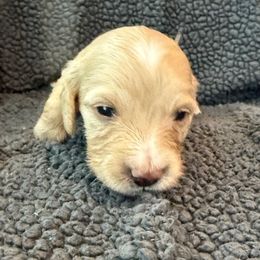 Cream - Cream male Dachshund puppy in Pacific, Washington from Han&Jan Doxie’s