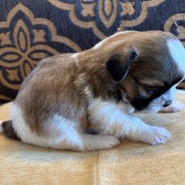 Golden Graham- AKC Champion Bloodline - Gold and white male Shih Tzu puppy in Long Beach, California from Prieto Shih-Tzu's