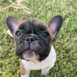 French Bulldog Puppies from Central Frenchies
