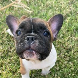 French Bulldog Puppies from Central Frenchies