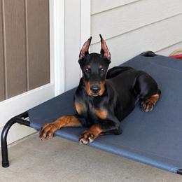 Brooks Well-Trained with 5-Year Health Guarantee - Black and rust male Doberman Pinscher puppy in Bruce Township, Michigan from Eminent Dobermans