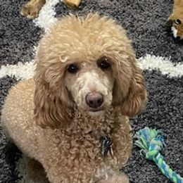 Poodles from Cache Valley Poodles