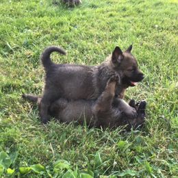 German Shepherd Puppies from Von Lindesfarne