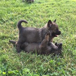 German Shepherd Puppies from Von Lindesfarne