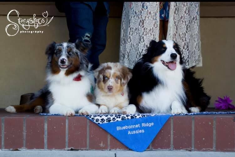 Australian Shepherds, Miniature Australian Shepherds, and Toy Australian Shepherds from Bluebonnetridge Aussies