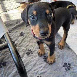 Pink - Black and rust female Doberman Pinscher puppy in Woodmere, New York from Ocean’s Breeze Doberman Pinschers