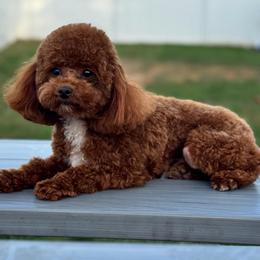 Neyo - Red  male Poodle puppy in Belleville, New Jersey from TK Poodles