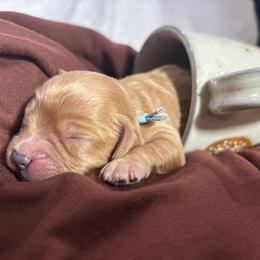 Colorado - Red male Cavapoo puppy in Carmichaels, Pennsylvania from Honey & Lemon Royalty