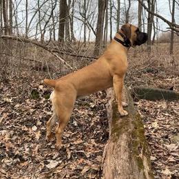 Starbuck - Reddish brown female Boerboel puppy in Manitowoc, Wisconsin from Mae Boerboel