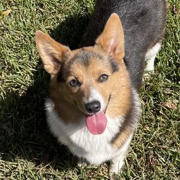 Celie  - Pembroke Welsh Corgi