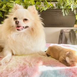 Kitty - Pomeranian
