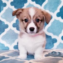 American Corgi and Pembroke Welsh Corgi Puppies from Whimsical Treasure Corgis