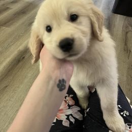 Golden Retriever Puppies from Mia Ragazza Golden Retrievers