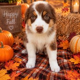 Maple - Red tri-color female Miniature American Shepherd puppy in Plant City, Florida from Osborne & Stormborn FL Kennels