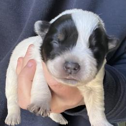 Girl 2 - Blue female Australian Cattle Dog puppy in Irvington, Kentucky from Dry Valley’s Australian Cattle Dogs