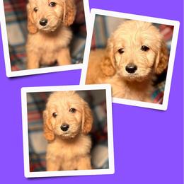 Cocoa - Apricot female Goldendoodle puppy in Bluefield, Virginia from Love on a Leash