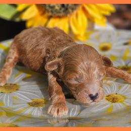Boy 2 - Apricot male Poodle puppy in Salem, Missouri from Meadowbrook Poodles