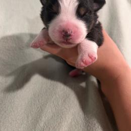 Remy - Black tri-color male Australian Shepherd puppy in Mcmillan, Michigan from Hall-N-Auss Australian shepherds