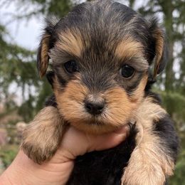 Yorkipoos from Dorans Danes and Doodles