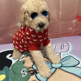 Paris - Apricot male Poodle puppy in Mobile, Alabama from Semmy’s Standard Poodle LLC