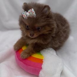 AKC Lavender and Tan - Lavender female Pomeranian puppy in Houston, Texas from MD Bella Pomeranian