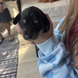 Daisy - Black and tan female Dachshund puppy in Tomball, Texas from Gutierrez House of Doxies