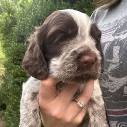 Cocker Spaniel Puppies from Jamie’s Sweet Spaniels