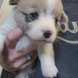 Girl 2 - Sable merle and white female American Corgi puppy in Odessa, Missouri from LOYAL T K9's CORGIS