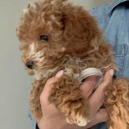 Forever Puppy- Gray Boy - male Cavapoochon puppy in Clementon, New Jersey from PitterPatterPuppiesNJ