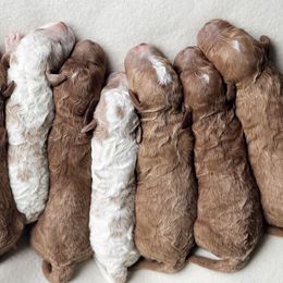 Goldendoodles from Cotton Pickin' Doodles