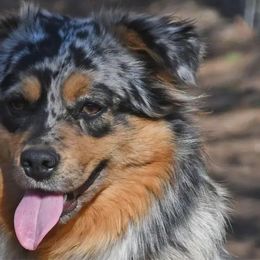 Sugar - Miniature Australian Shepherd