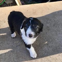 Bordoodle Puppies from Country Life Bordoodles