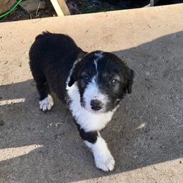 Bordoodle Puppies from Country Life Bordoodles