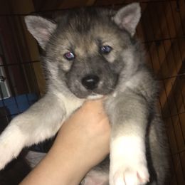 Lil’man Junior  - Siberian Husky