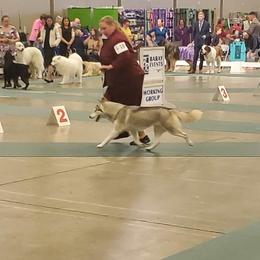 Siberian Husky All Grown Up from Twilights Kennel