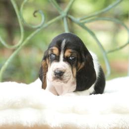 Ginger - Black brown and white female Basset Hound puppy in Middle Ga 1.5 Hrs From Atlanta, Georgia from Mountain Ridge Basset Hounds