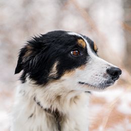 Luna - Border Collie