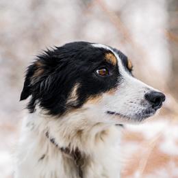 Luna - Border Collie