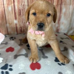 Pink ribbon girl - Yellow female Labrador Retriever puppy in Newmanstown, Pennsylvania from Retrievers of Millbach