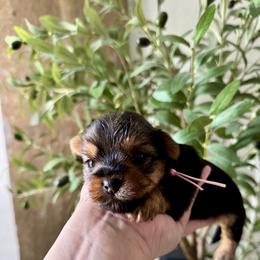 Yorkshire Terrier Puppies from Crystal Garden Yorkies