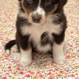 Lola - Red tri-color female Australian Shepherd puppy in Belton, Texas from Southern Copper Sun Aussies