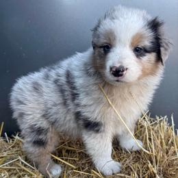 Wyatt Earp - Blue merle male Australian Shepherd puppy in Stanford, Kentucky from Red Feather Aussies