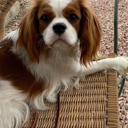 Lily - Cavalier King Charles Spaniel